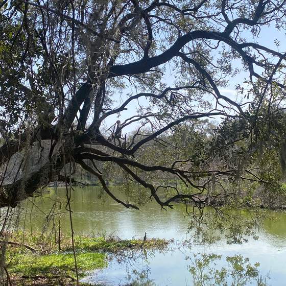 Port Royal Cypress Wetlands