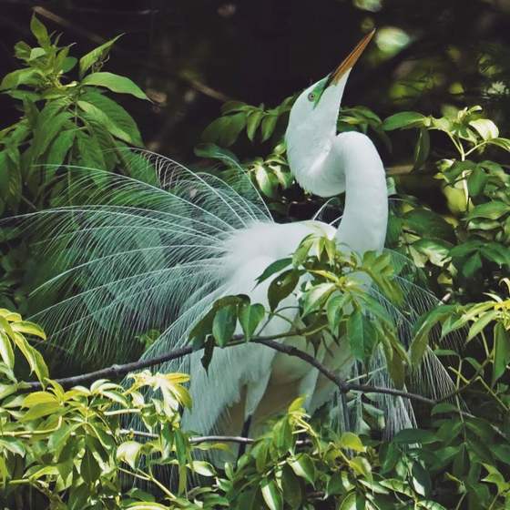 A great egret in the Lowcountry